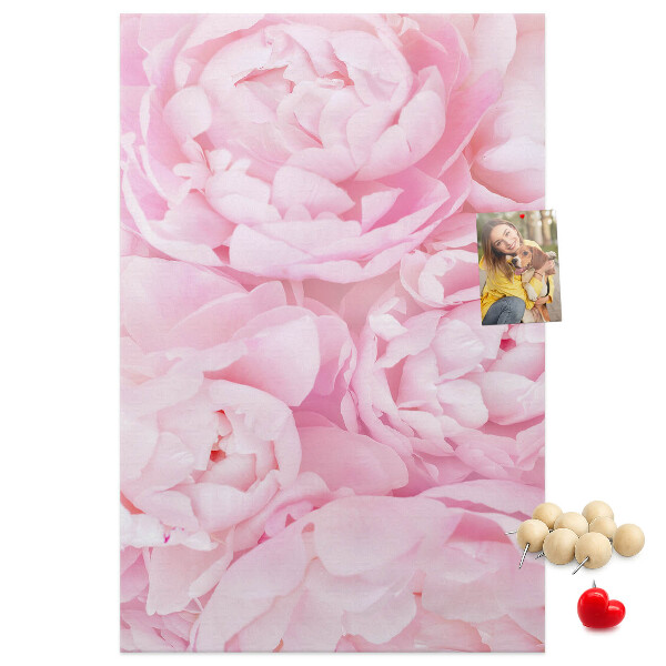 Cork notice board Delicate pink peonies in full bloom