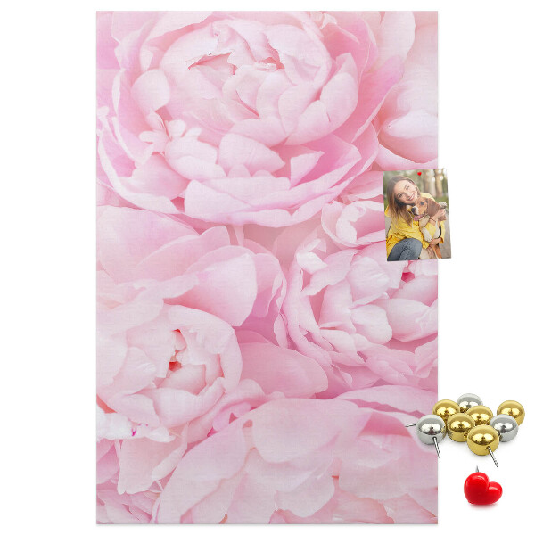 Cork notice board Delicate pink peonies in full bloom