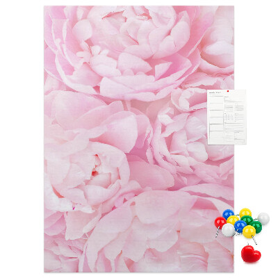 Cork notice board Delicate pink peonies in full bloom