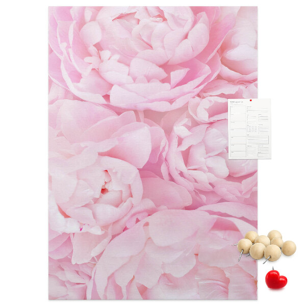 Cork notice board Delicate pink peonies in full bloom