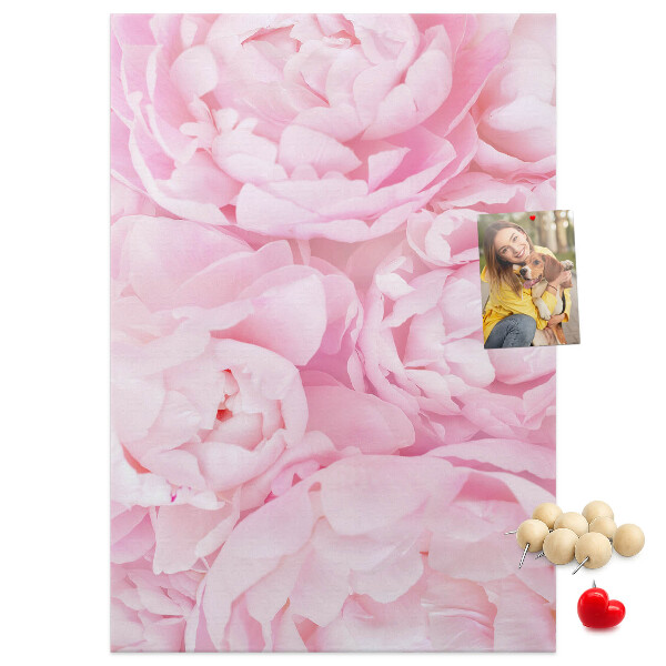 Cork notice board Delicate pink peonies in full bloom