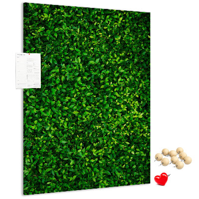 Cork notice board Green dense leafy wall