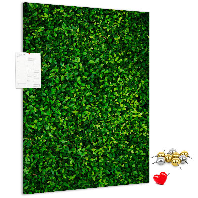 Cork notice board Green dense leafy wall