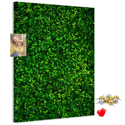 Cork notice board Green dense leafy wall