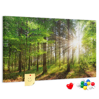 Cork display board Forest sunrise