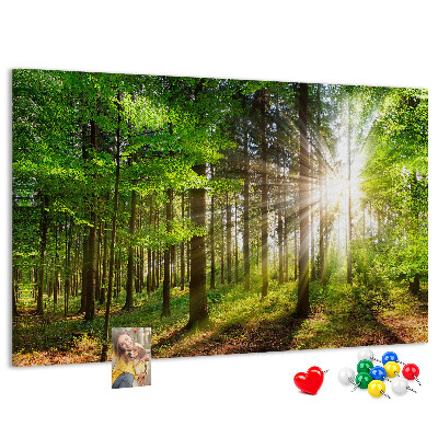 Cork display board Forest sunrise