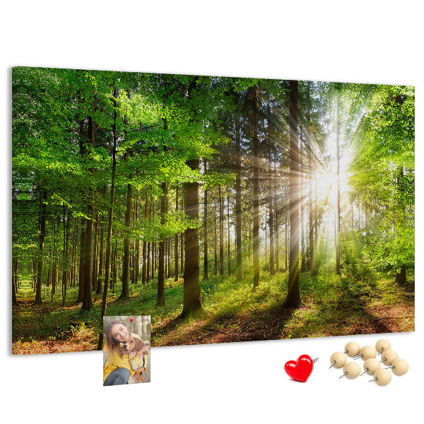 Cork display board Forest sunrise
