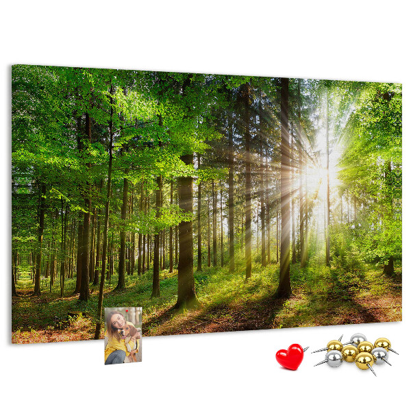 Cork display board Forest sunrise