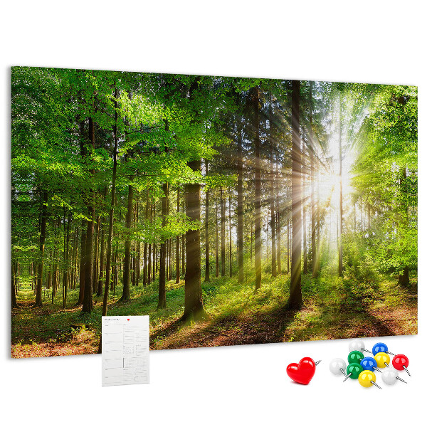 Cork display board Forest sunrise