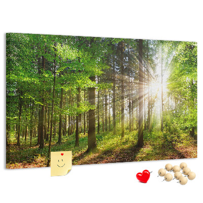 Cork display board Forest sunrise