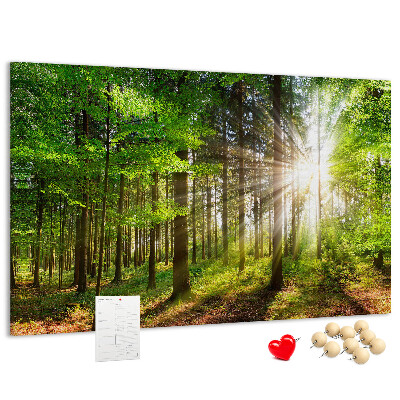 Cork display board Forest sunrise