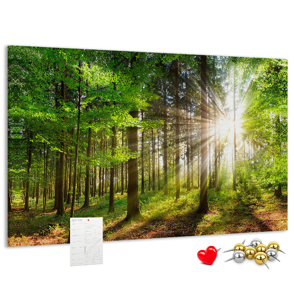 Cork display board Forest sunrise