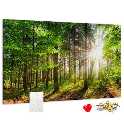 Cork display board Forest sunrise