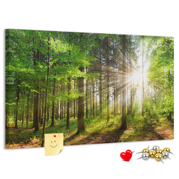 Cork display board Forest sunrise