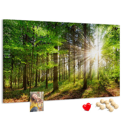 Cork display board Forest sunrise
