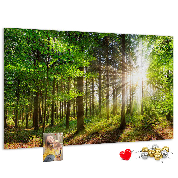 Cork display board Forest sunrise