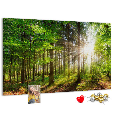 Cork display board Forest sunrise