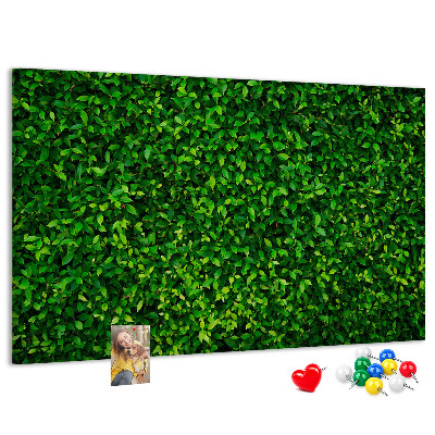 Cork memo board Hedge leaves