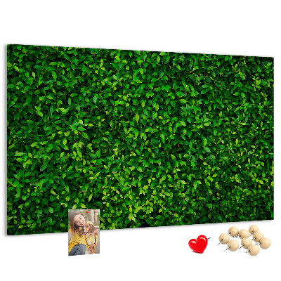Cork memo board Hedge leaves