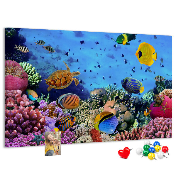 Cork board Underwater life
