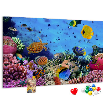 Cork board Underwater life
