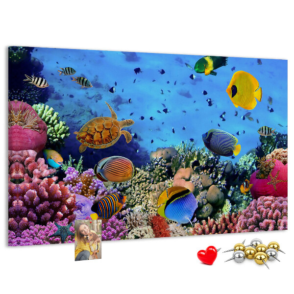 Cork board Underwater life