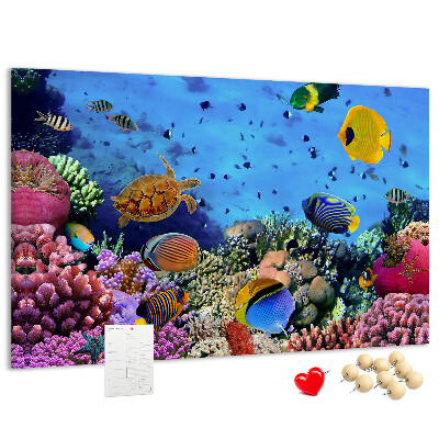Cork board Underwater life