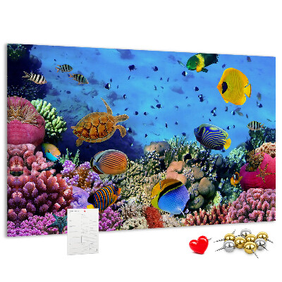 Cork board Underwater life