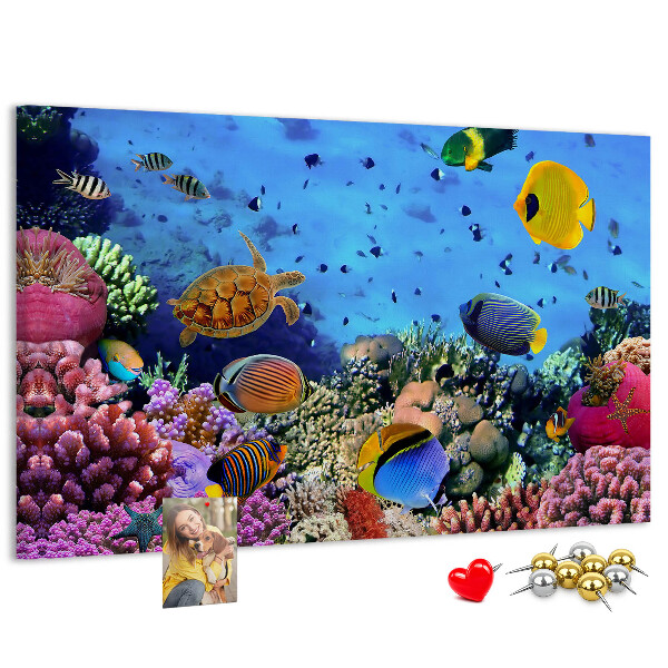 Cork board Underwater life