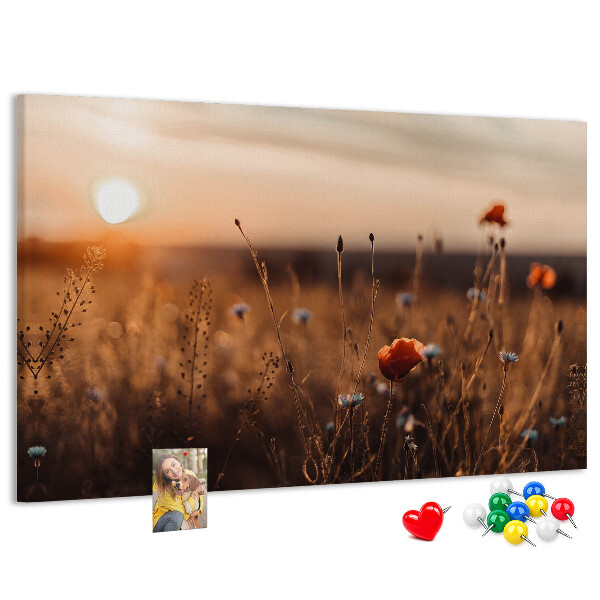 Cork display board Field sunrise