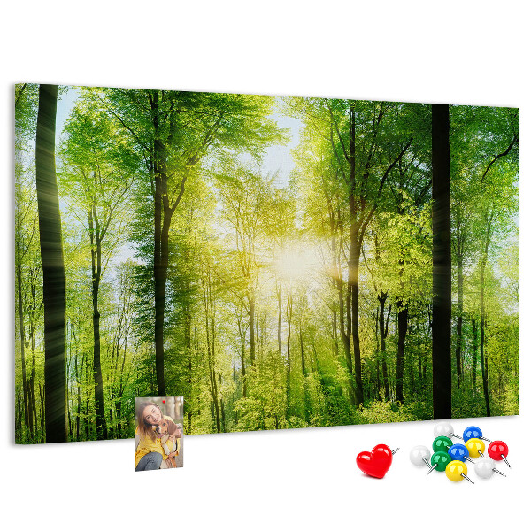 Cork display board Nature forest trees