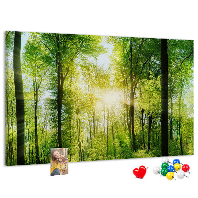 Cork display board Nature forest trees