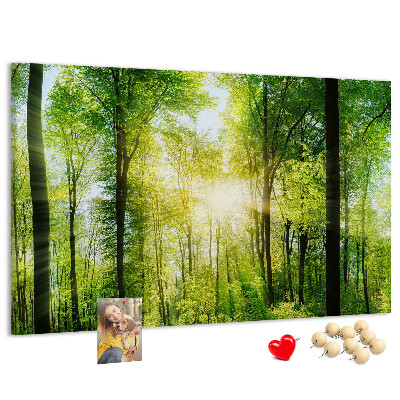 Cork display board Nature forest trees