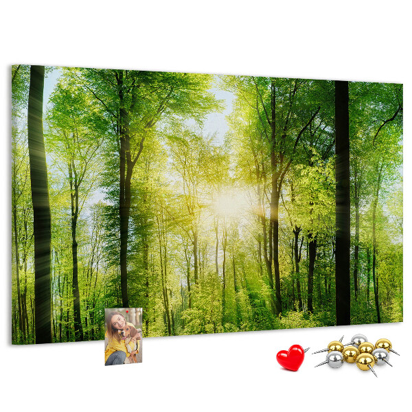 Cork display board Nature forest trees