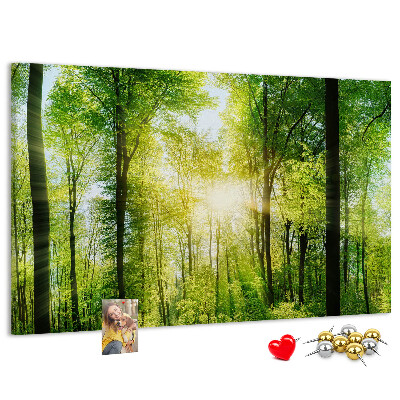 Cork display board Nature forest trees