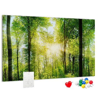 Cork display board Nature forest trees