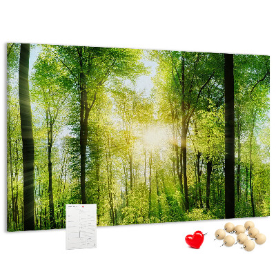 Cork display board Nature forest trees