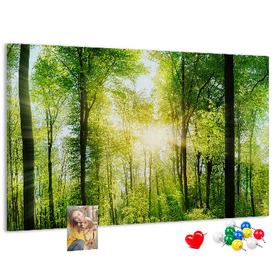 Cork display board Nature forest trees