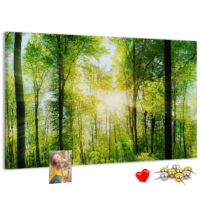 Cork display board Nature forest trees