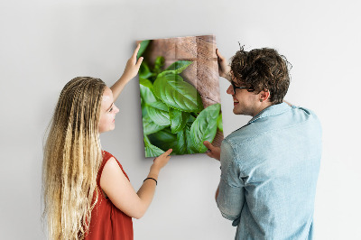 Notice board Basil