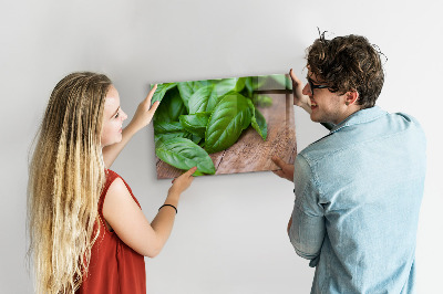 Basil leaves magnetic board