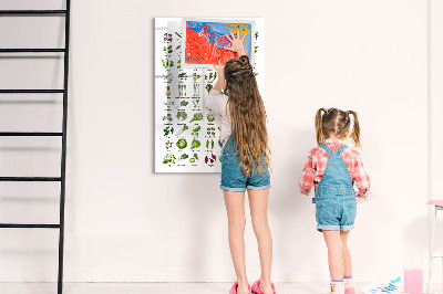 Dry erase board magnetic Green vegetables and herbs in graphics