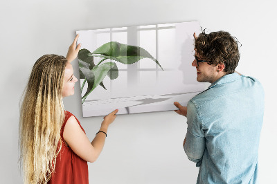 Magnetic dry erase board Plants and memories on the wall