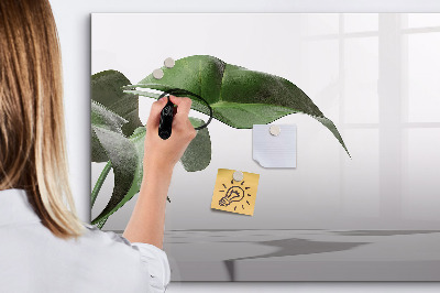 Magnetic dry erase board Plants and memories on the wall